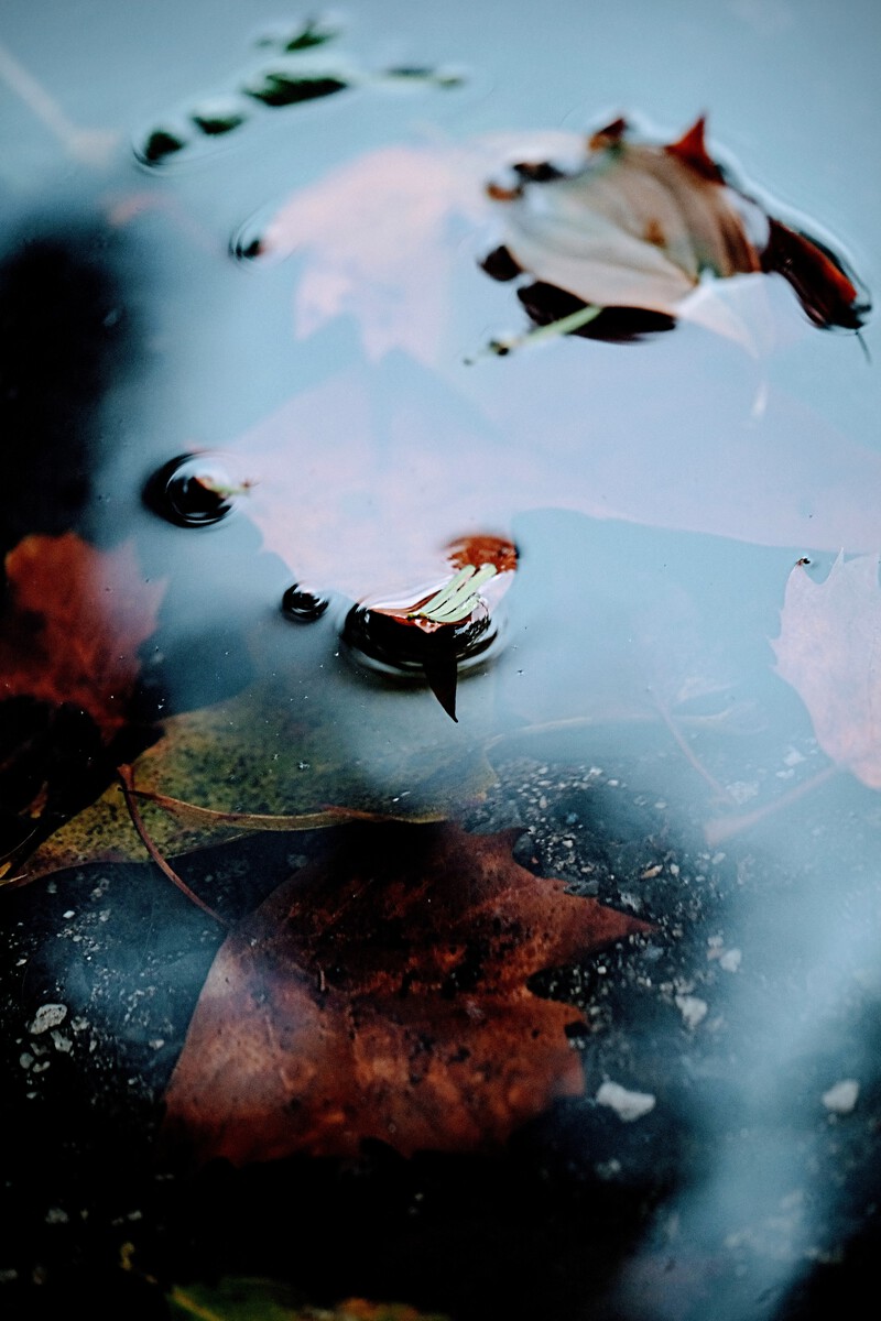 AUTUMN WALK view 1