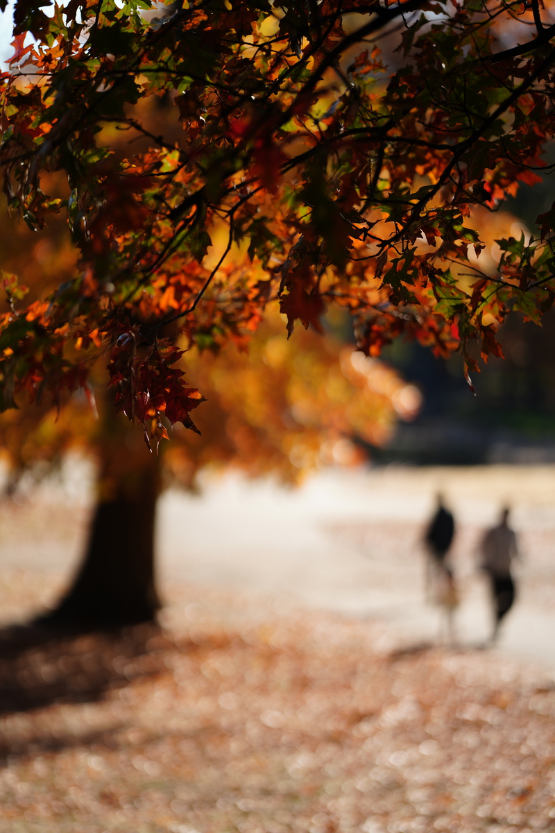 CENTRAL PARK FADE view 1