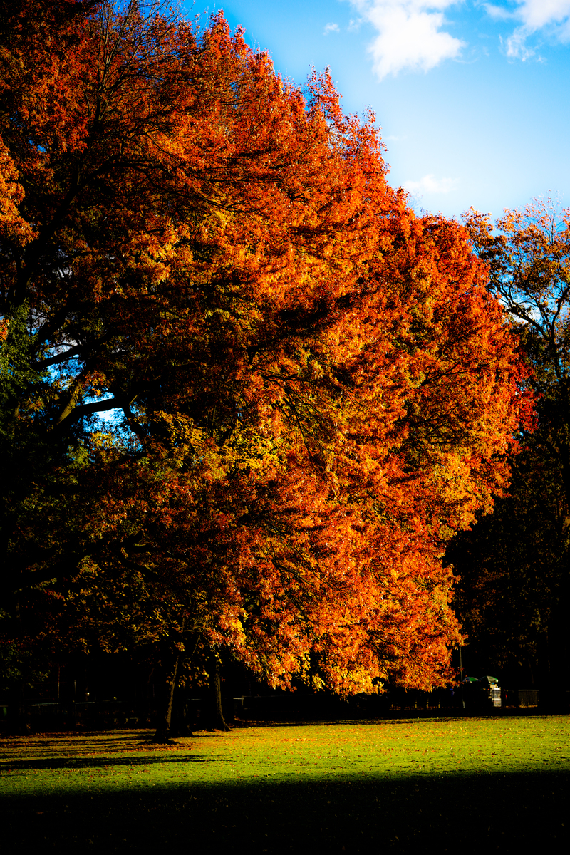 CENTRAL PARK FALL 2021 view 1