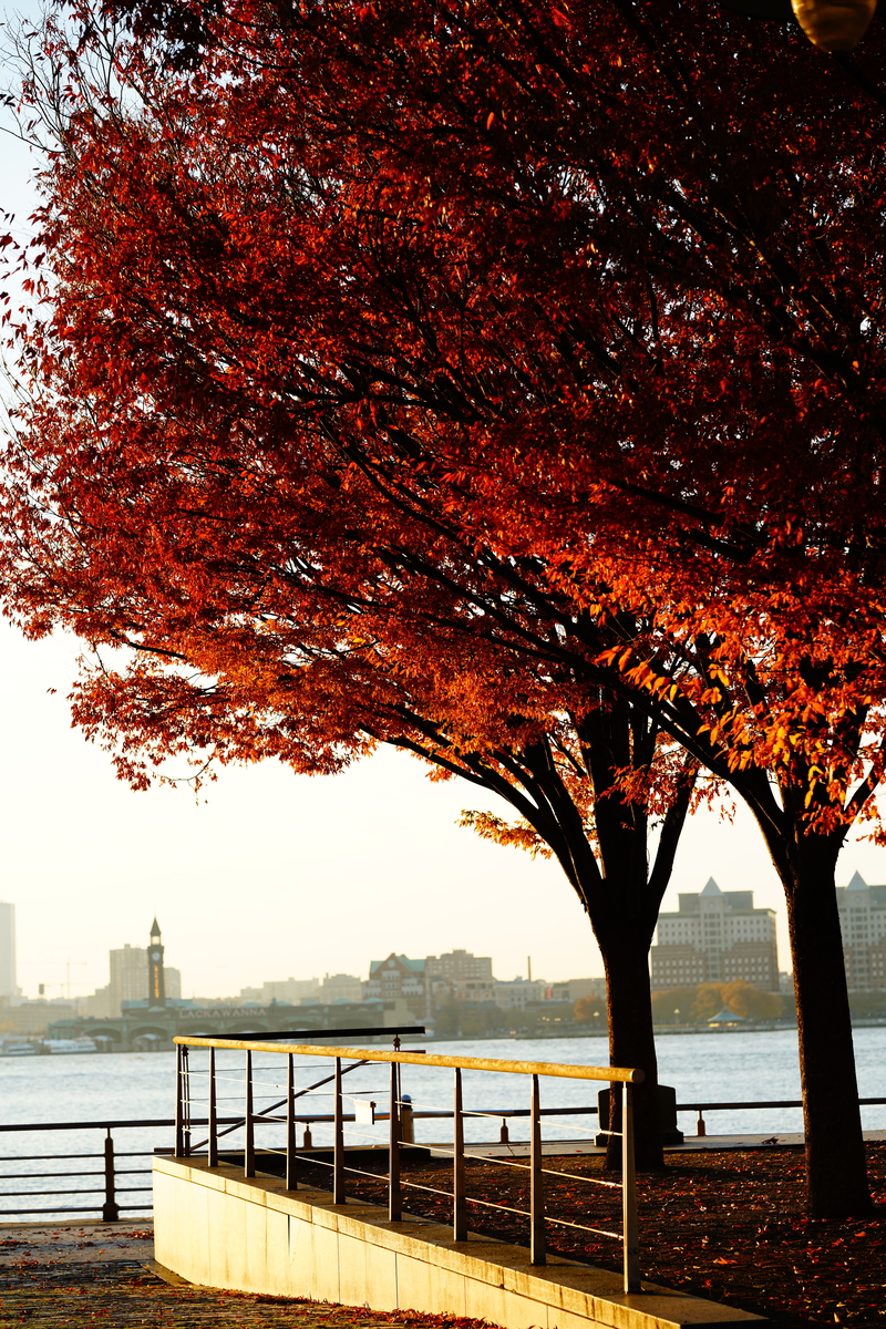 FALL BLOSSOM view 1