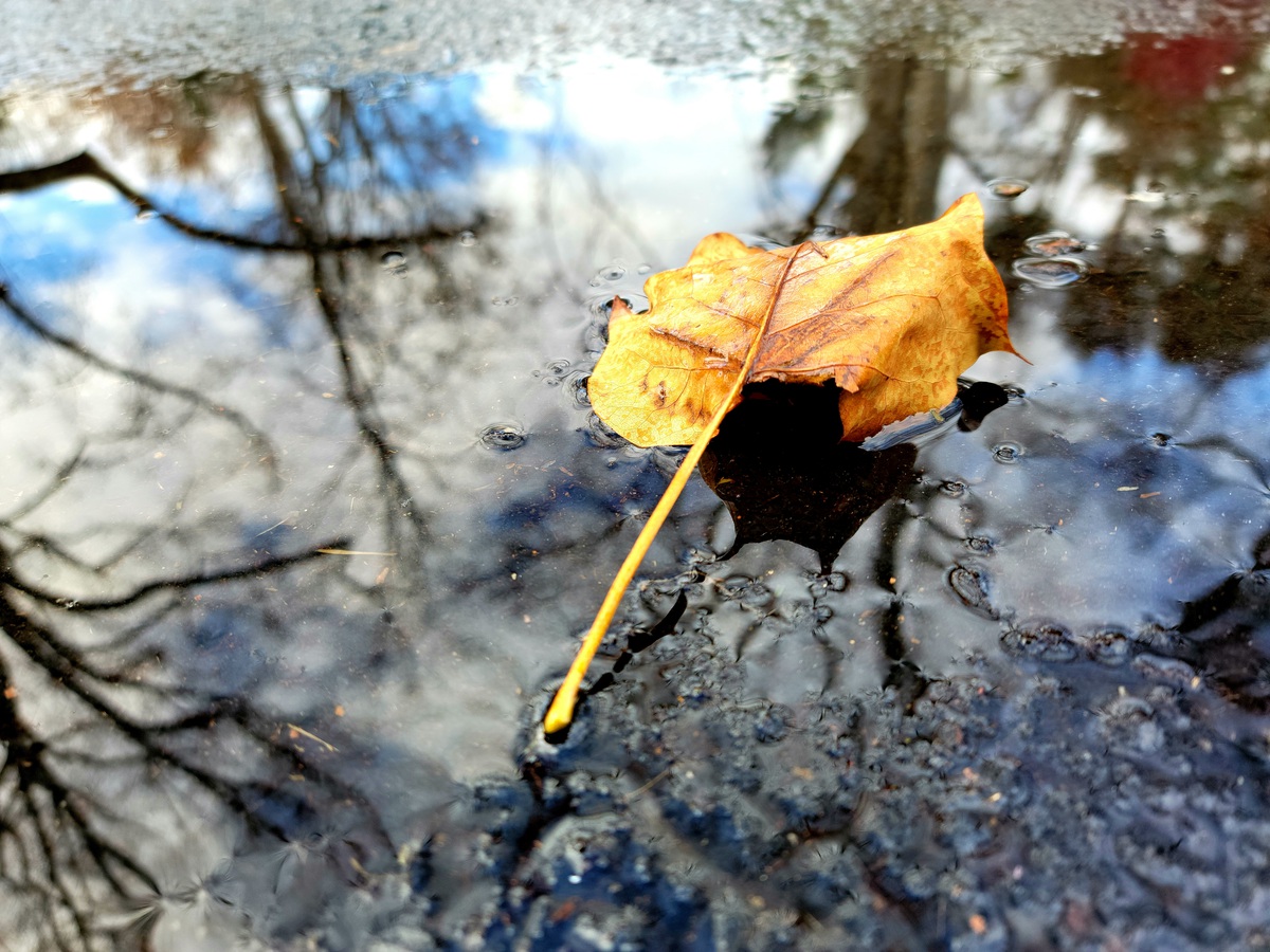 FALL LEAVES OF 2021 view 1