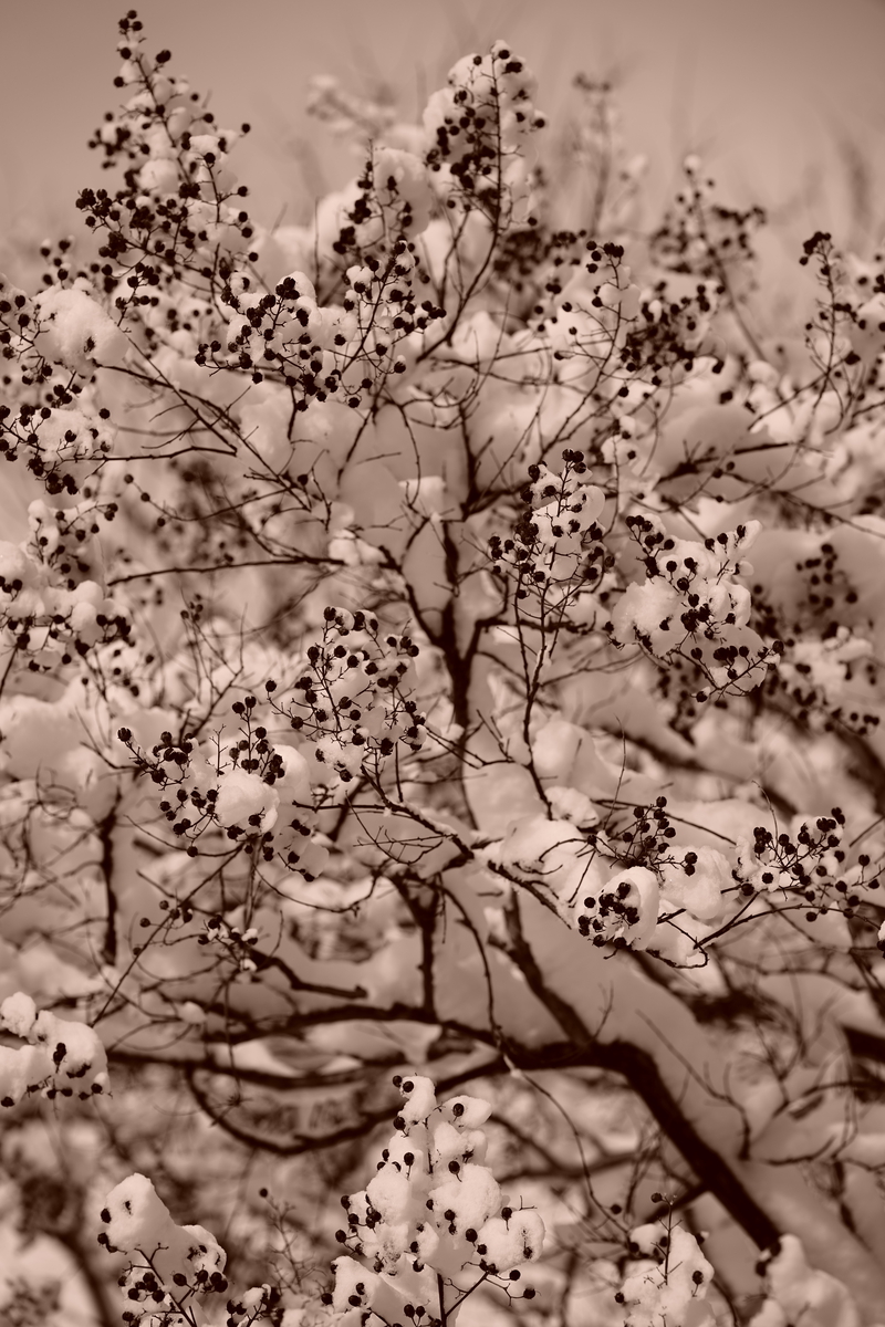 FREEZE view 1