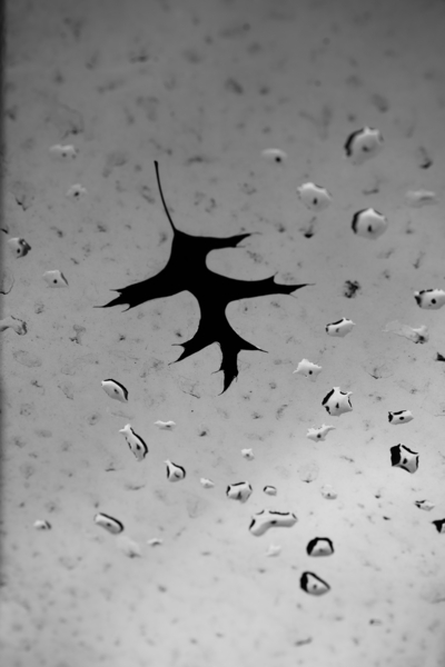 LEAF