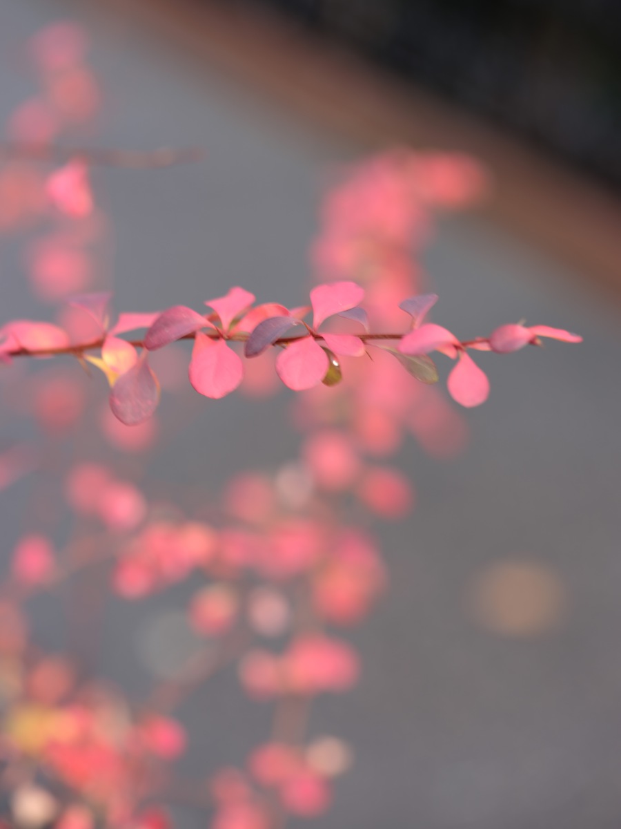 RED WINTER FLOWER view 1
