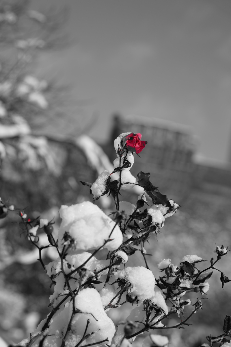 WINTER ROSE view 1