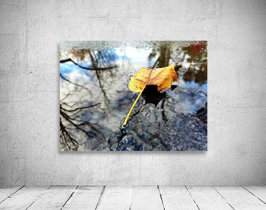 FALL LEAVES OF 2021 view 3