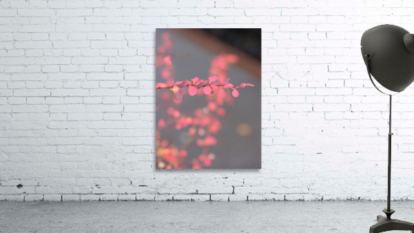 RED WINTER FLOWER view 3