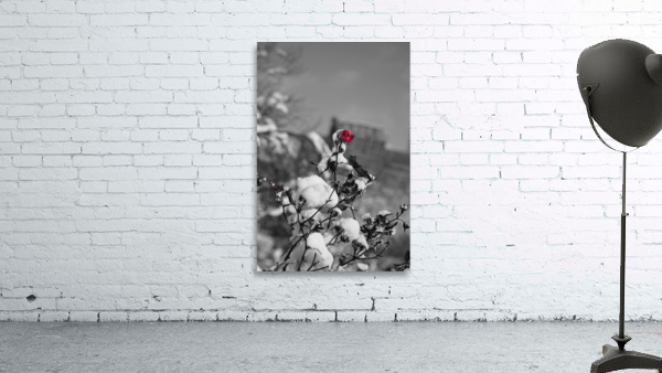 WINTER ROSE view 3